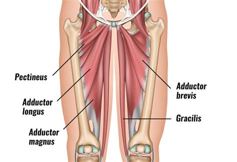 Adductor Strain Bucks Sports Chiropractic: Dr. Derek Gearhart