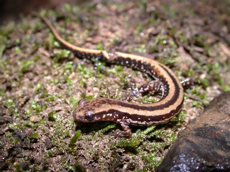 Three-lined Salamander - Chattahoochee River National Recreation Area ...