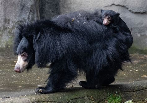 See first look at sloth bear cub at Cleveland Metroparks Zoo on ...