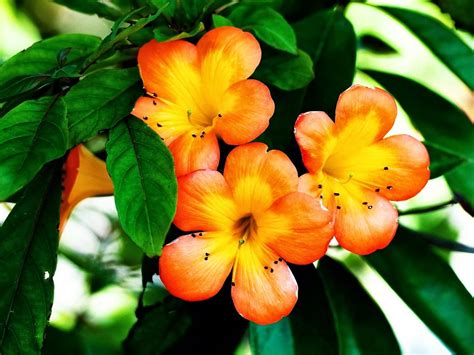 Beautiful orange flower - beautiful desktop wallpapers 2014