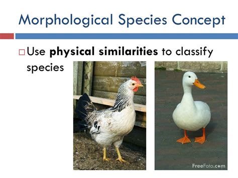 PPT - SPECIES AND SPECIATION PowerPoint Presentation, free download ...