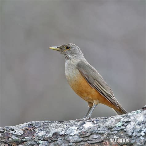 Rufous-bellied Thrush Photos, Rufous-bellied Thrush Images, Nature ...