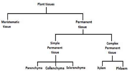 TISSUES-PLANT TISSUE-PERMANENT TISSUE