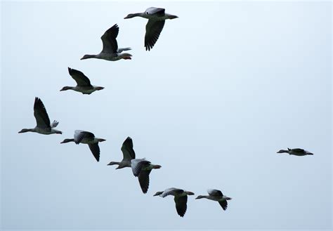 Free Images : wing, sky, fly, formation, flight, fauna, vertebrate ...