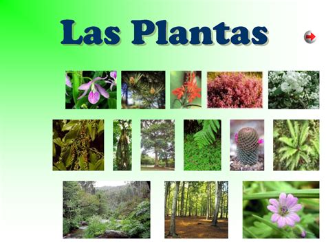 EL RIGEN DE LAS PLANTAS: las plantas