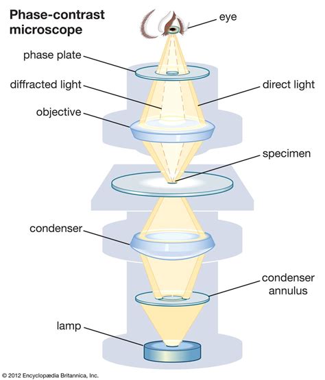 Phase Contrast Microscope Diagram