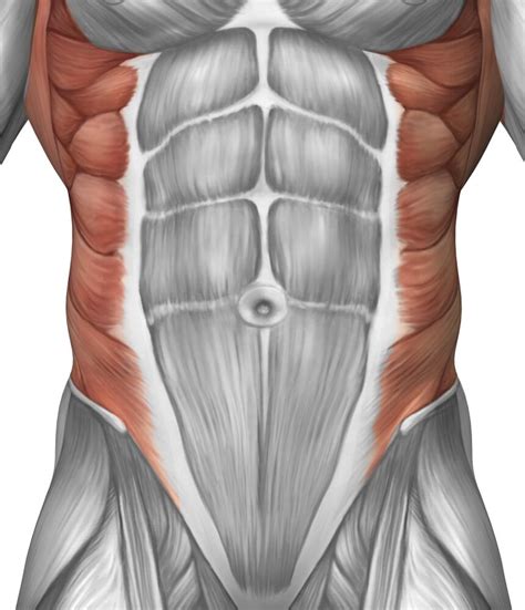 Male muscle anatomy of the abdominal wall Poster Print - Walmart.com ...