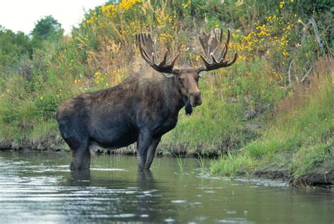 The Symbol of Canada's Native Wildlife: Facts About the Moose - Animal Sake