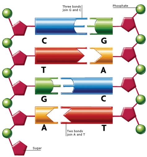 Base Pair For Dna