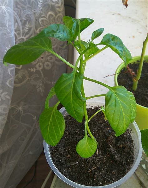 Why do my Chili pepper's leaves curl - Gardening & Landscaping Stack ...