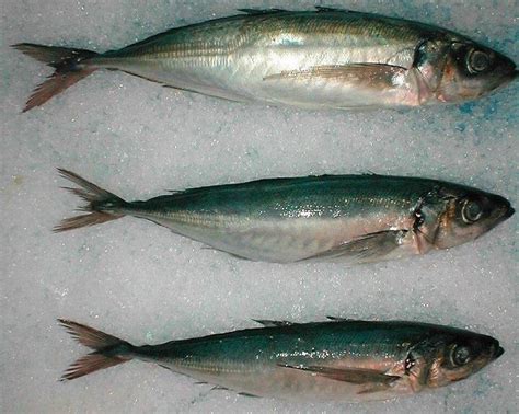 About Canned Jack Mackerel Malaysia - Mackerel Fish Supplier ...