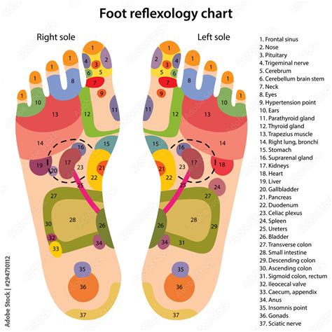 Foot reflexology chart with description of the corresponding internal ...