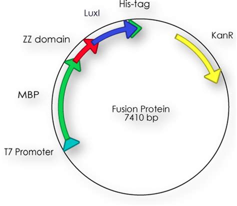 Team:BIOTEC Dresden/Fusion Protein - 2010.igem.org