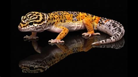 Ten Most Common Leopard Gecko Morphs - YouTube