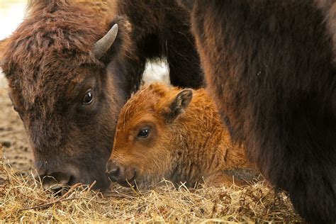 Baby Bison are Extremely Cute. Just Look at Their Furry Faces! - Modern ...