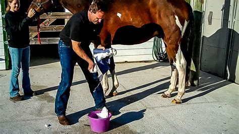 Horse Basic Care And Safety – Sheath Cleaning Without Sedation – The ...