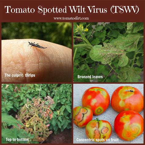 Tomato Diseases: How to Identify and Treat Tomato Spotted Wilt Virus