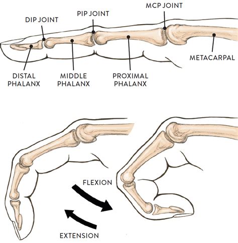 Joints and Joint Movement - Classic Human Anatomy in Motion: The Artist ...