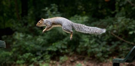 Scientists study squirrel jumping skills. : r/squirrels