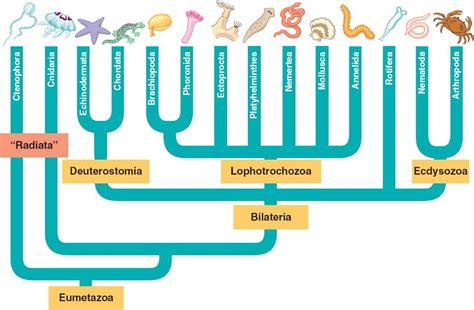 Chapter 32 An Introduction to Animal Diversity