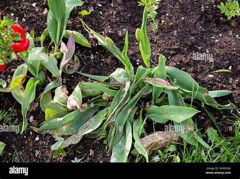 Tulip leaf damage hi-res stock photography and images - Alamy