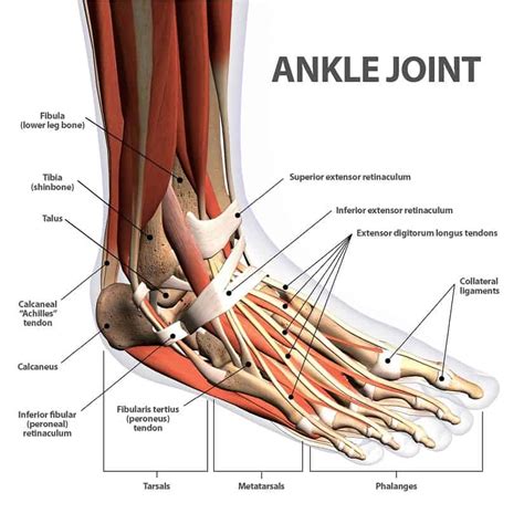 Sprained ankle cause, symptoms, and treatment with exercises