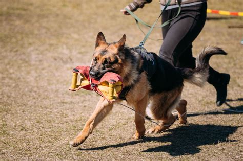 Tips and Techniques You SHOULD Use for Training German Shepherds - Pet ...