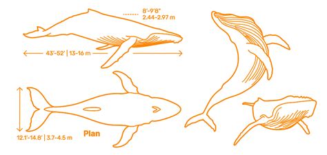 Humpback Whale (Megaptera novaeangliae) Dimensions & Drawings ...