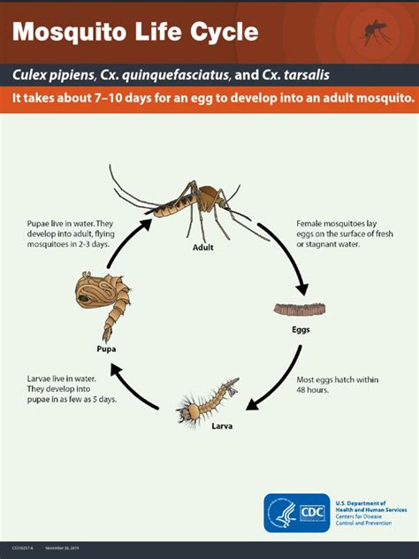 Mosquito Life Cycle: Culex Pipiens, Cx. Quinquefasciatus, and Cx ...