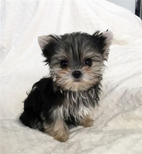 Perfect Teacup Morkie Puppy for sale! | iHeartTeacups