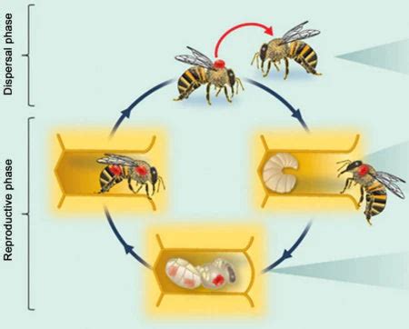 VARROA DESTRUCTOR THE LIFE CYCLE OF A KILLER — The Bee Supply