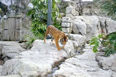 A Quick Visit to Auckland Zoo - Four Around The World