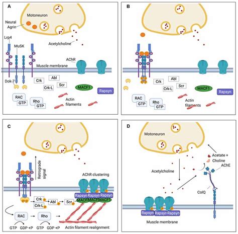 Acetylcholine Receptor Myasthenia Gravis