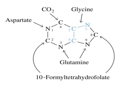 BIO 38 - Purine & Pyrimidine Metabolism Flashcards | Quizlet