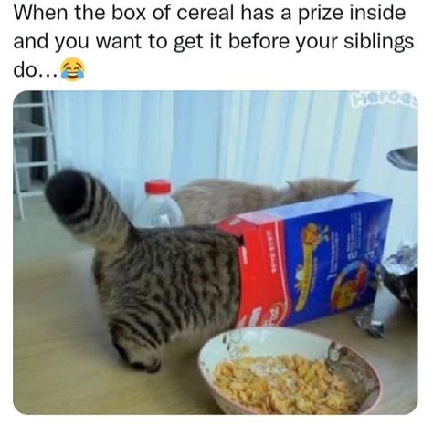 Childhood memories...lol! : r/Catmemes