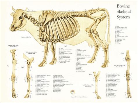 Bovine Skeletal Anatomy Poster