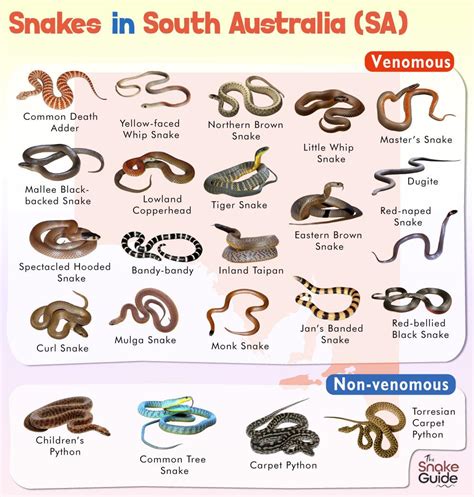 List of Common Venomous and Non-venomous Snakes in South Australia