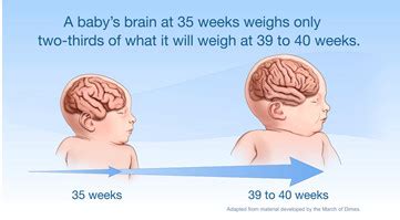 35 Weeks Pregnant Birth Weight - pregnancysymptoms