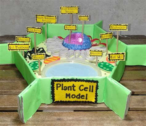 Eukaryotes Plant Cell Model Using Recycled Materials In 2022 Plant ...