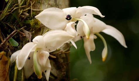 Orchids of the Amazon Rainforest - Shiripuno Amazon Lodge