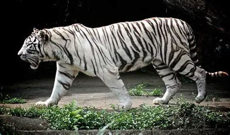 White Tiger Facts | White Tiger Habitat & Diet