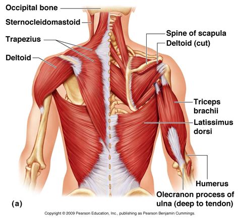 Neck And Back Muscles Diagram