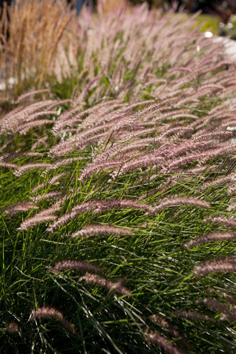 4 quick tips for a prairie-inspired landscape (and why you need it ...