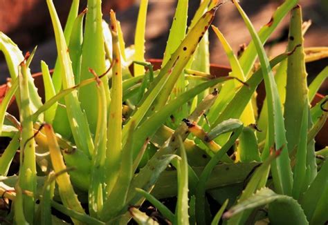 Aloe Vera In Sunlight Free Stock Photo - Public Domain Pictures