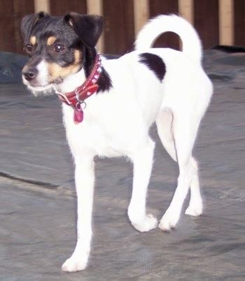 Jack Russell Rat Terrier Mix Puppies - Janeforyou