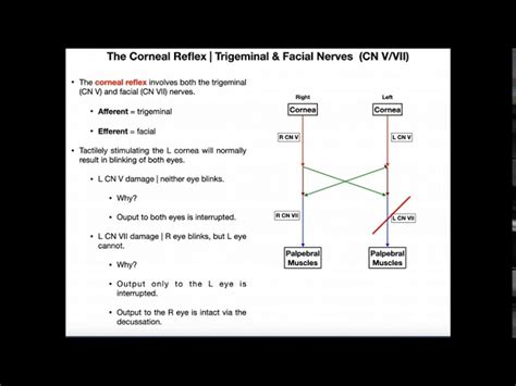 Corneal Reflex