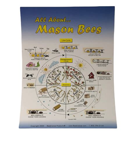 Mason Bee - Life Cycle Poster – BC Bee Supply