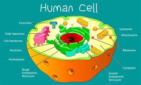 Human Cells