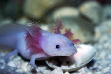 Axolotl salamander has largest genome ever sequenced - The Johns ...