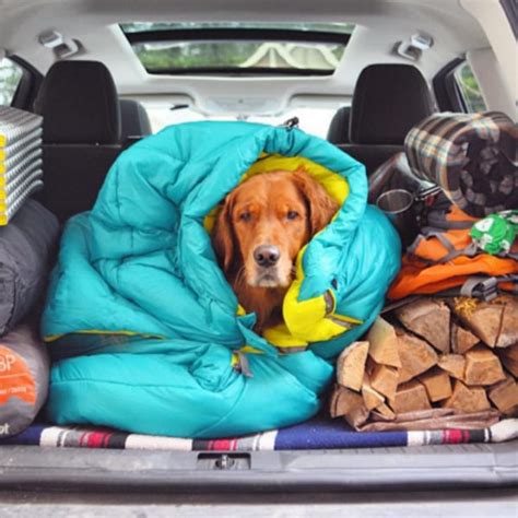 19 Camping Dogs Who Should Have Just Stayed In The City - BarkPost